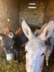 Ослы (пара) - Вид: домашние ослы, взрослый и молодой. - Окрас