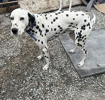 Ит кууту: Далматин, кобель. Классический белый окрас с контрастными черными — 3