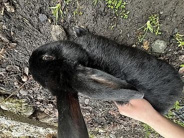 самые экзотические животные: Продаю | Крольчиха (самка), Кролик самец, Крольчата | Для разведения — 6