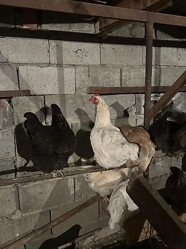 кеклик бишкек: Сатам | Тооктор, Короздор | Үй | Союуга, Көбөйтүү үчүн, Жумуртка туудуруу үчүн — 4