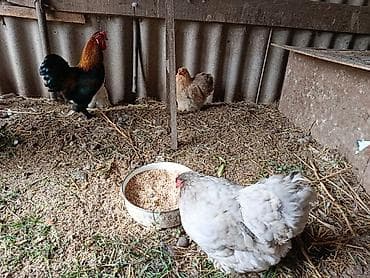 животные птицы: Продаю | Цыплята — 3