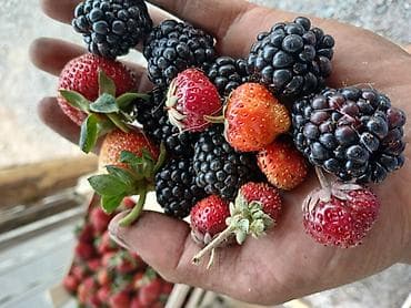 меш для баня: Ежевика Оптом — 2