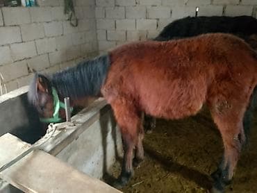 лошади тай: Продаю | Жеребенок | Конный спорт — 2