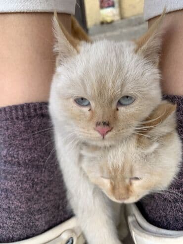 белый котенок с голубыми глазами купить: 4 месяца, Мальчик, Белый, Приучена к лотку — 4