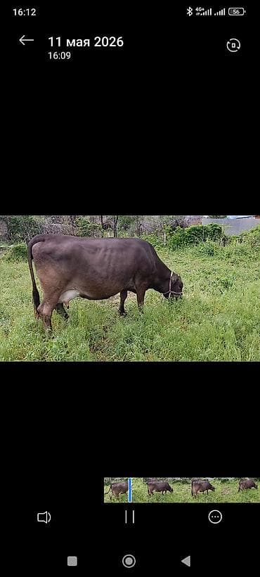 Үй жаныбарлары: Сатам | Уй (ургаачы) | Сүт алуу үчүн | Музоологондон кийин — 6