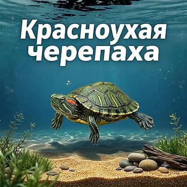 Снова в наличии!! Красноухие черепашки Цена: 600сом - Размеры at lalafo.kg Снова в наличии!! Красноухие черепашки Цена: 600сом - Размеры
