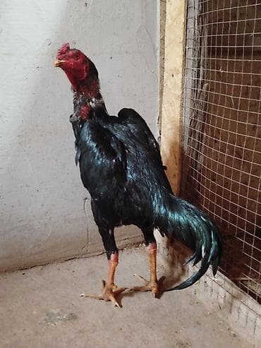 А/ч жаныбарларын сатам: Сатам | Тооктор — 1