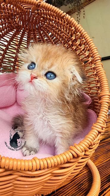 котята рэгдолл: Скотиш Фолд (Шотландская вислоухая), 1 месяц, Мальчик, Золотая шиншилла, Приучена к лотку, Проглистована, С документами — 7