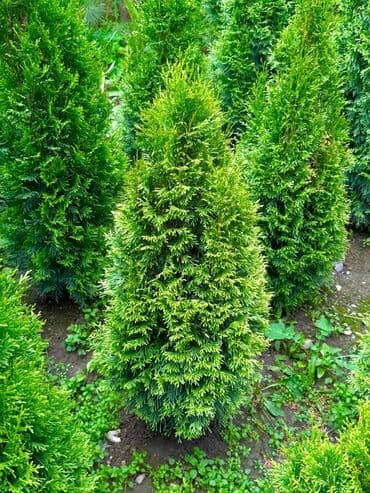 🌿 Сапаттуу көчөттөр Ноокаттан! Европадан алып келинип, өзүбүздүн at lalafo.kg 🌿 Сапаттуу көчөттөр Ноокаттан! Европадан алып келинип, өзүбүздүн