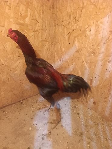 дакен короз: Сатам | Короздор | Дакан | Көбөйтүү үчүн — 4