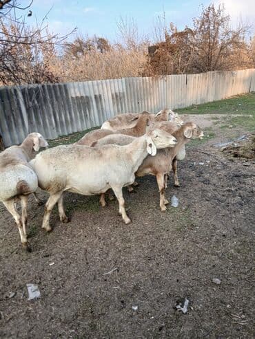 коровы молочной породы купить: Продаю | Овца (самка), Ягненок, Баран (самец) | Для разведения — 5