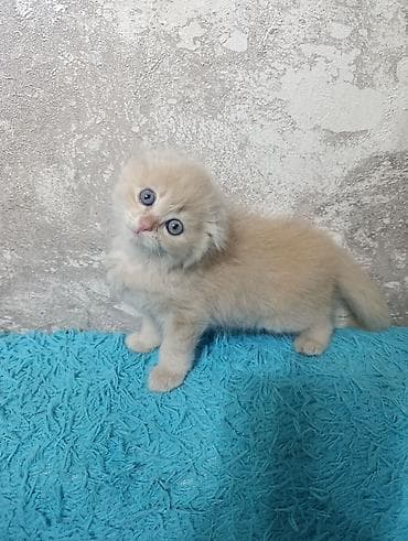 шотландский скоттиш страйт: Шотландский котёнок, кремовый окрас - Порода: шотландская вислоухая — 1