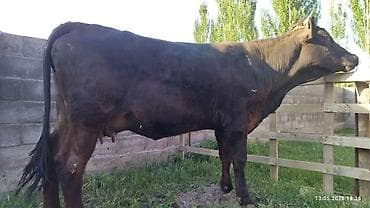 франсуский бульдог: Продаю | Бык (самец) | На откорм — 5