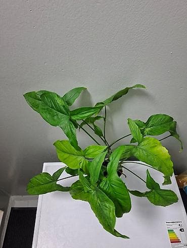 Сейфтер: Сингониум Mojito (Мохито) Это очень популярный и желанный сорт среди — 3