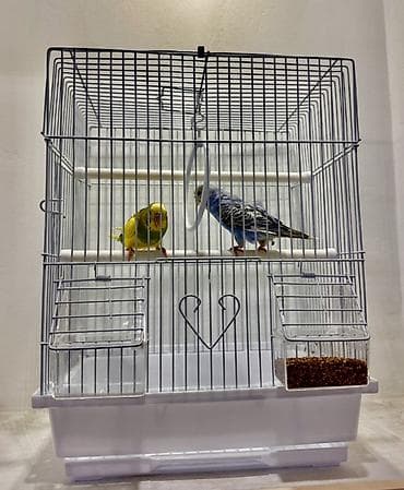 Животные: Попугайчики волнистые — пара - Вид: волнистые попугаи (Melopsittacus — 5