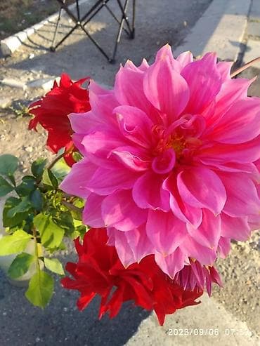 Продаю клубни георгин,высокие кактусные желтые,розовые игольчатые at lalafo.kg Продаю клубни георгин,высокие кактусные желтые,розовые игольчатые