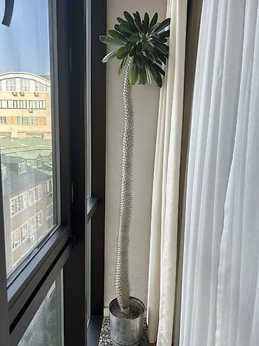 пальмовое: Пахиподиум ламерский (Pachypodium lamerei), взрослое комнатное — 2