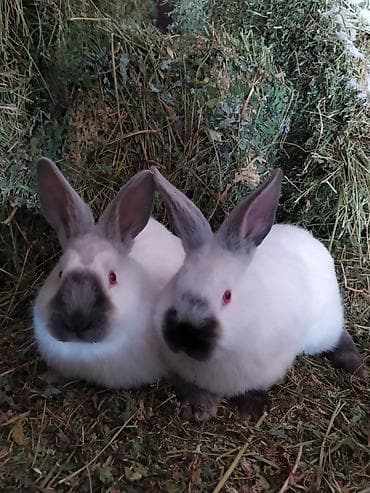 Продаю | Крольчата | Калифорнийская