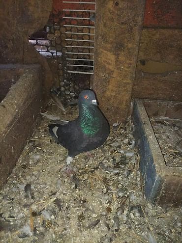 алмашу жолдору бар: Продаю голубей все вольные есть и закрытые на продажу есть и самцы и — 6