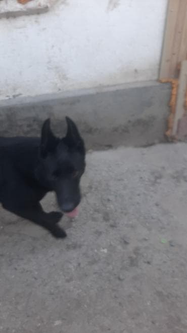 немецкая овчарка черная цена: Собака даром: Немецкая овчарка, 2 года, Самка — 2