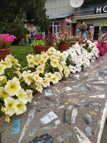 Кыймылсыз мүлк: 58 м² — 1