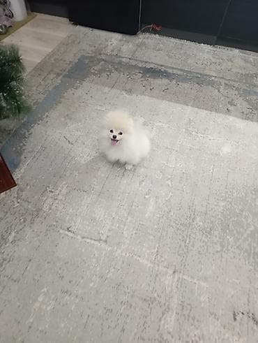 купить щенка: Шпиц, 4 месяца, Самец, С прививкой, С родословной — 3