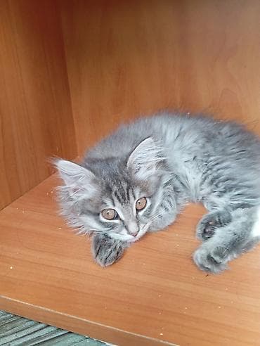 Кемирүүчүлөр: Срочно продаются котята от мама- британки,домашние, пушистые и — 4