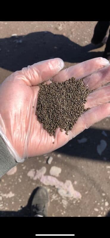 Семена люцерны. Прием/продажа в любых объёмах. Доставка по всем