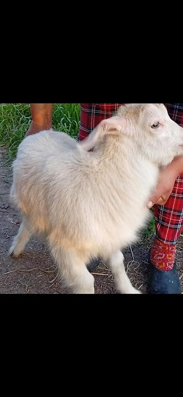 козу баран: Продаю | Коза (самка) | Для разведения — 1