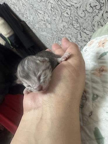 продаются кошки: Шотландская вислоухая кошка (Scottish Fold) - Окрас: серебристый — 2