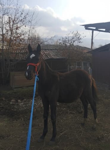 бокс для животных: Продаю | Жеребенок | Рабочий — 1