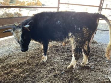 боксер собака купить: Продаю | Бык (самец) | На откорм | Племенные — 5