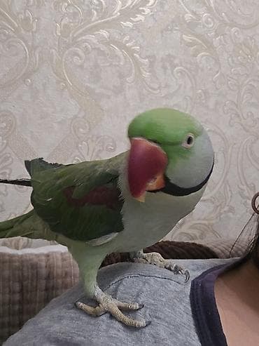 Александрийский ожереловый попугай (Psittacula eupatria). -