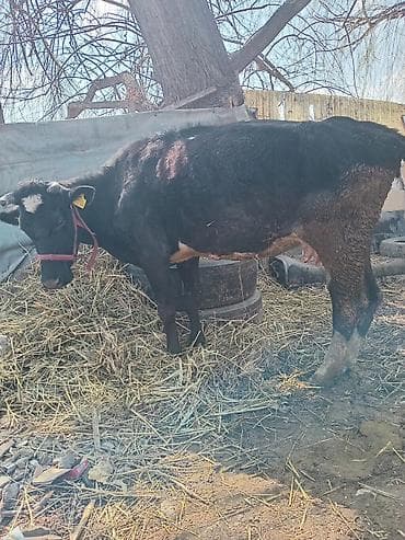 бараны аршан: Продаю | Корова (самка) | Для молока — 4