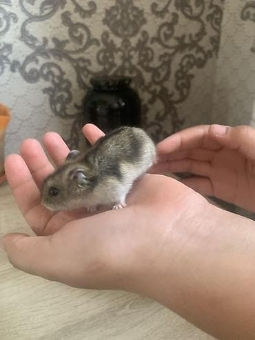 хомяки даром: Хомячок джунгарик с комплектом для содержания. - Вид: карликовый — 3