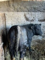 собака питбуль купить: Сатам | Бука (эркек) | Ангус — 3