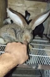 продажа щенков немецкой овчарки с документами в бишкеке: Продаю | Крольчиха (самка), Кролик самец, Крольчата | Фландр | На забой, Для разведения | Племенные — 10