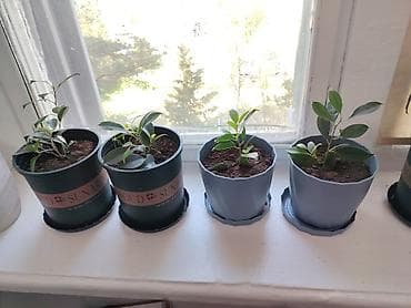 искусственные листья: Фикусы Бенджамина — молодые укоренённые саженцы в горшках. - — 1