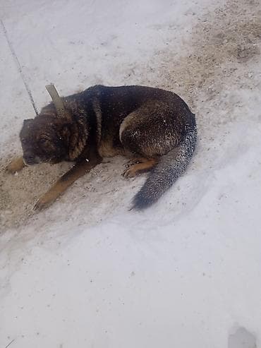 Кемирүүчүлөр: Собака на привязи (дворовая/охранная). Крупная, крепкого телосложения — 5