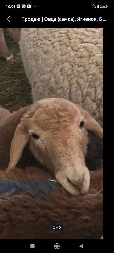 Животные: Продаю | Овца (самка) — 1