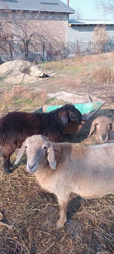 продам бу оборудование для птицефабрики: Продаю | Ягненок | Гиссарская, Эдильбаевская | На забой | Кастрированные — 1
