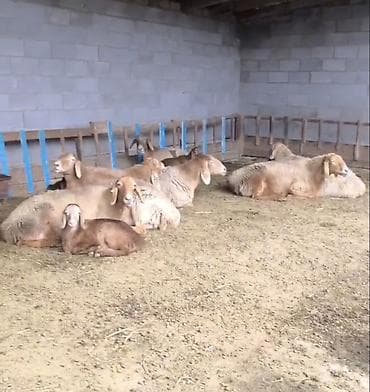 ош карова: Продаю | Овца (самка) | Для разведения | Племенные — 3