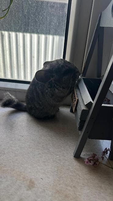 шиншила: Предлагаются шиншиллы возраст 2 месяца( домашнего разведения) — 1