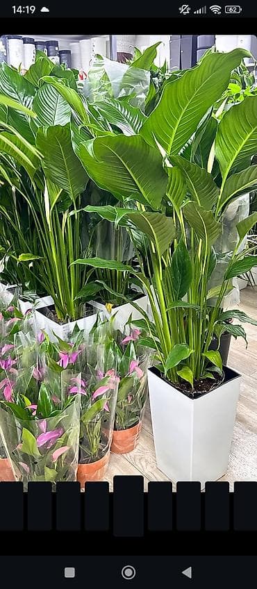 парус: Спатифиллум (Spathiphyllum), крупный комнатный цветок с белыми — 1