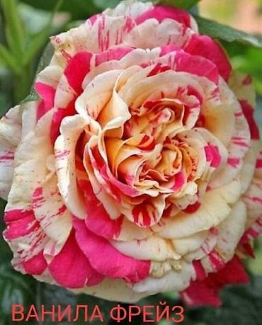 бутон: Саженцы — 3