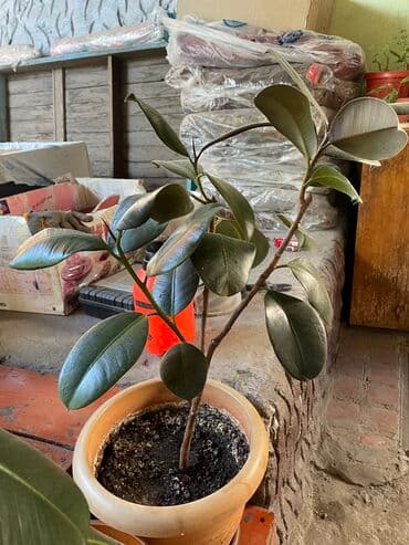 саженцы банана: Цветок домашний фикус 1000 сом чёрный принц — 1