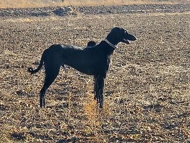 Үй жаныбарлары үчүн товарлар: Тайган, 11 айлык, Эркек, Эмделген — 3