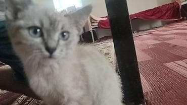 scottish fold: Кошка даром: Беспородная, 4 месяца, Девочка, Приучена к лотку — 2