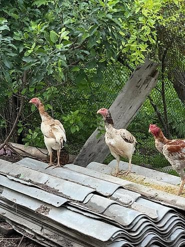 кремация животных бишкек: Продаю | Петух | Дакан | Для разведения — 6