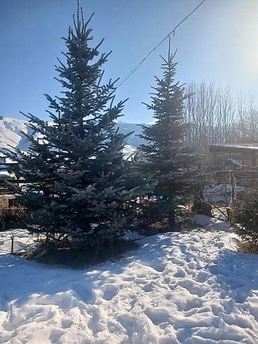 триммеры для сада: Саженцы деревьев: Ели, Самовывоз — 1